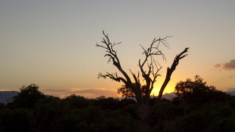 Ocaso en sabana en verano africano foto de archivo Ocaso en sabana en verano africano foto de archivo