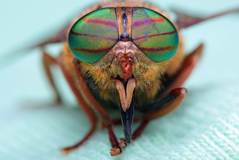 Occhi di un insetto Tafano del ritratto Hybomitra