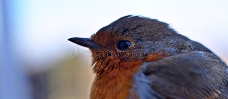 Occhi di un robin, foto di chiusura molto dettagliata del robin, il rostro europeo Erothacus rubecula immagine stock libera da diritti