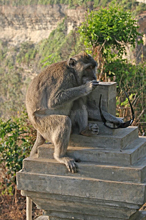 Vista Di Una Scimmia Divertente Con Gli Occhiali Da Sole | Immagine - Foto 8