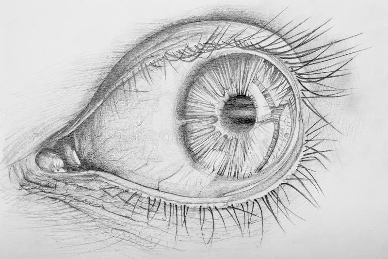 Pencil Drawn Anatomy Of A Human Eye. Pencil Drawn Anatomy Of A Human Eye