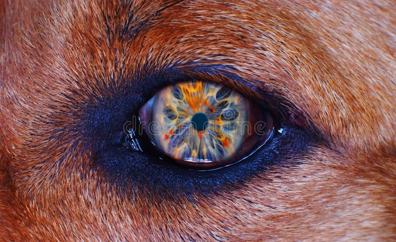Occhio del cane nella macro