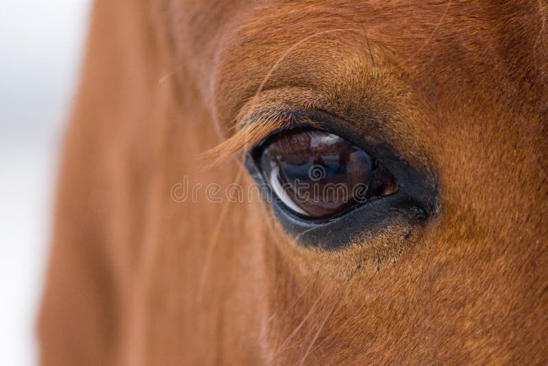 Occhio del cavallo immagini stock libere da diritti Occhio del cavallo immagini stock libere da diritti