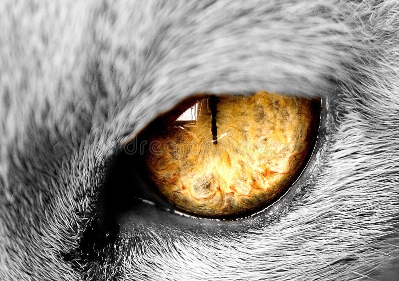 Occhio di gatti