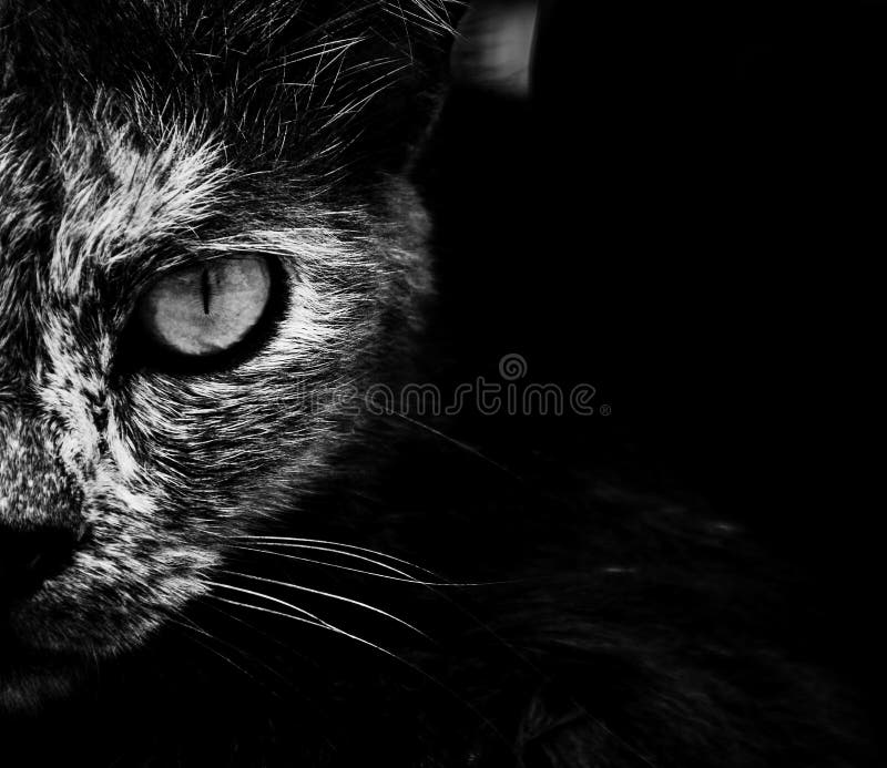 Occhio di gatto arrabbiato e spaventoso fotografie stock libere da diritti Occhio di gatto arrabbiato e spaventoso fotografie stock libere da diritti
