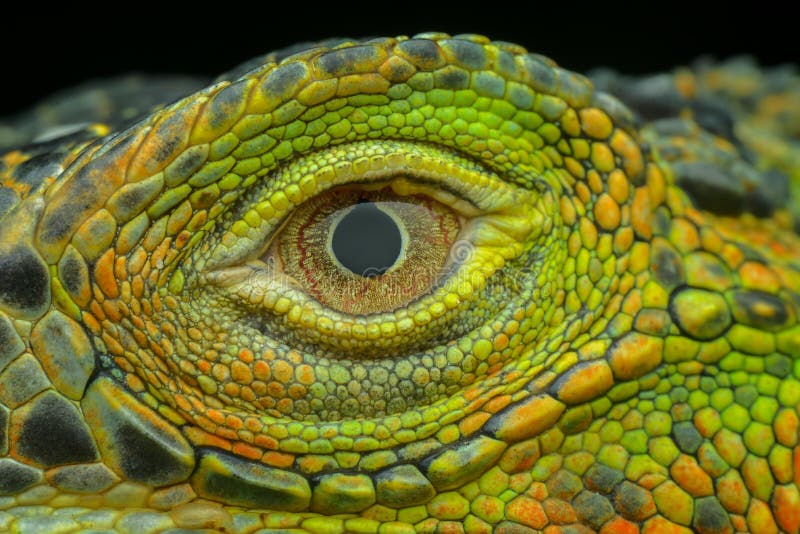 Occhio di iguana a chiusura estrema