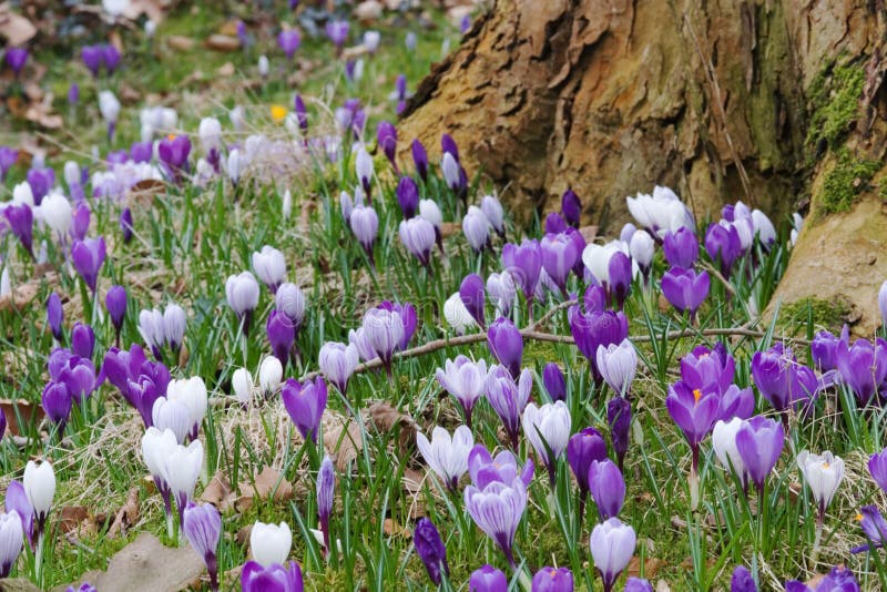 Oceaan van krokussen royalty-vrije stock foto's
