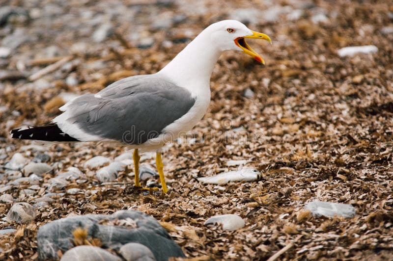 Ocean bird catching fish stock photo. Image of warming 130743588