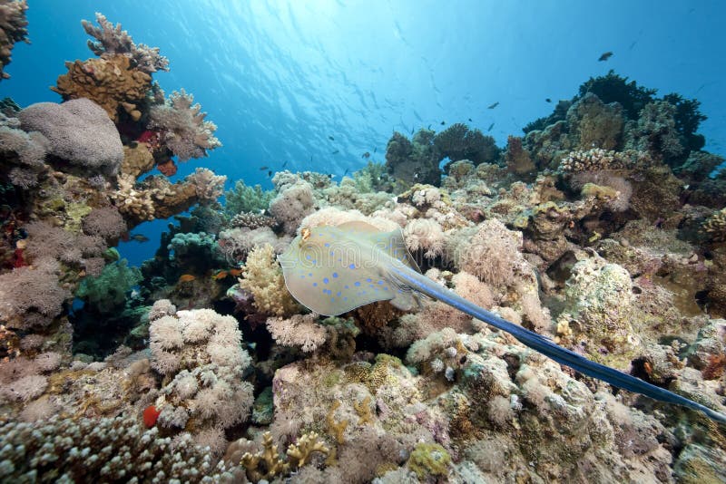 Ocean bluespotted stingray