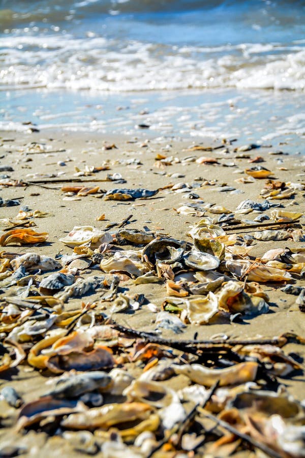 Ocean coast seashells lying on golden sand of Callibogue sound and foamy wave in the back