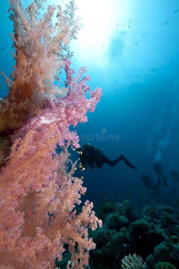 Ocean,coral and divers