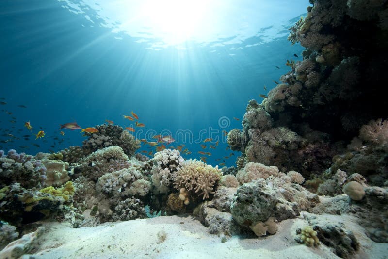 Ocean, coral and fish stock image. Image of ocean, tropical - 9028395