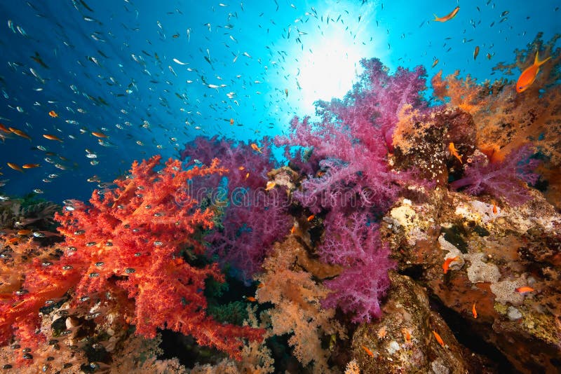 Ocean, coral and fish