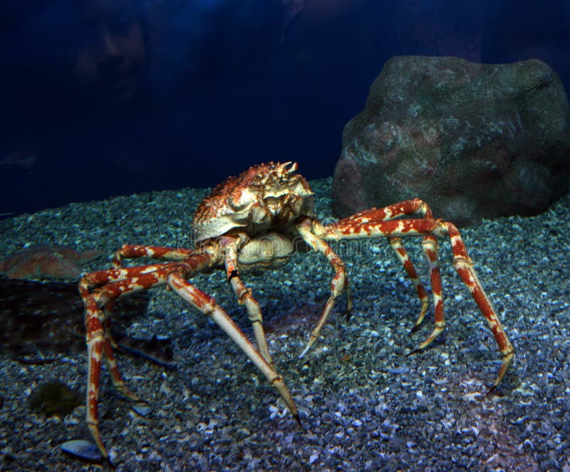 Ocean crab