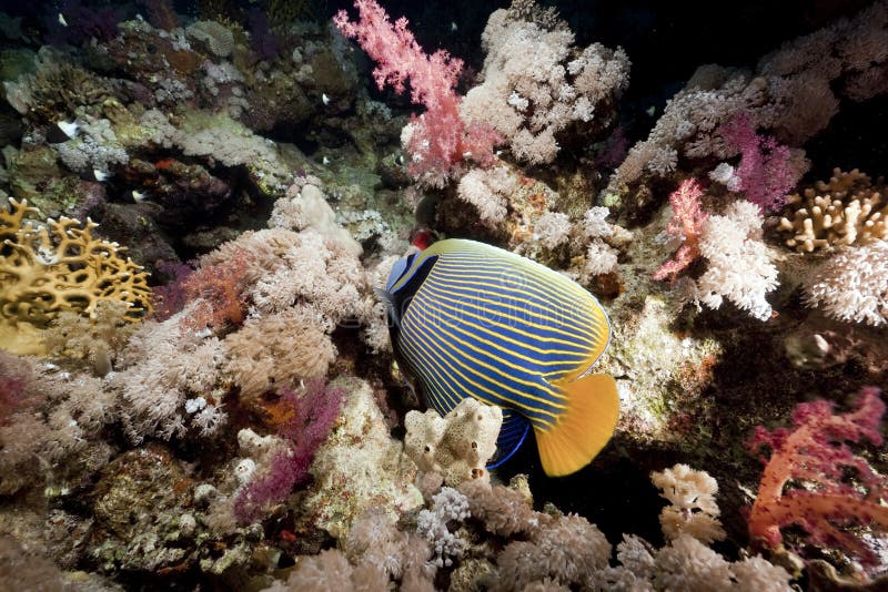 Ocean and emperor angelfish