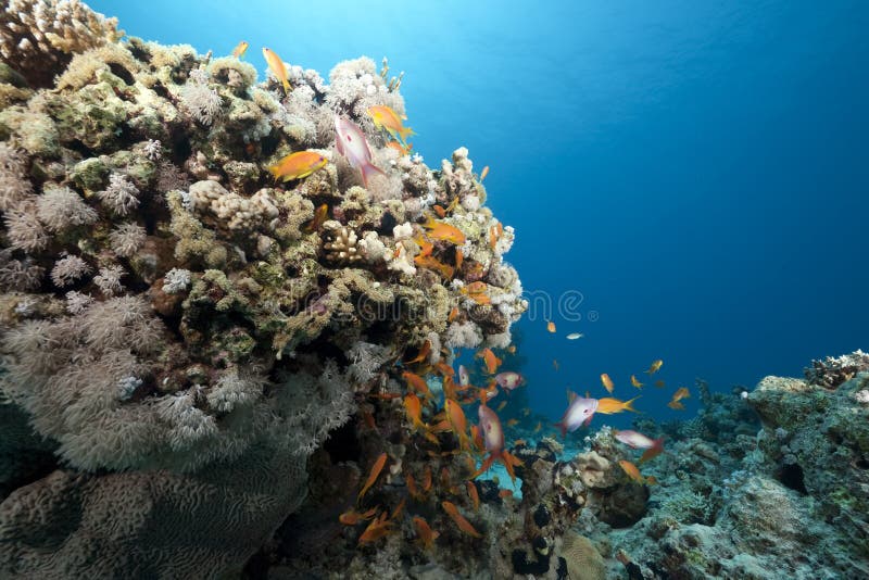 Ocean and fish stock photo. Image of sunbeam, tranquility - 11431632