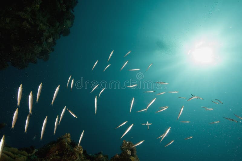 Ocean Fish Free Stock Photos & Pictures, Ocean Fish RoyaltyFree and