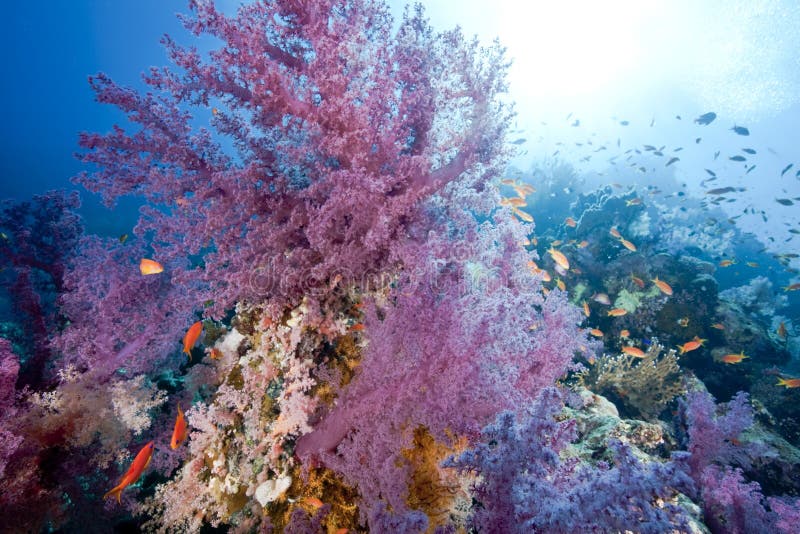 Ocean, fish and coral stock image. Image of marine, beauty - 9563855