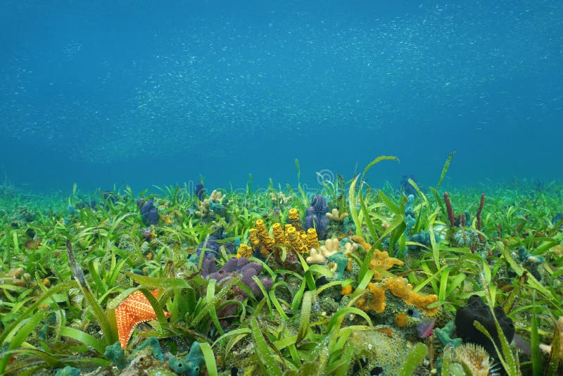Ocean floor with sea grass and colorful sponges