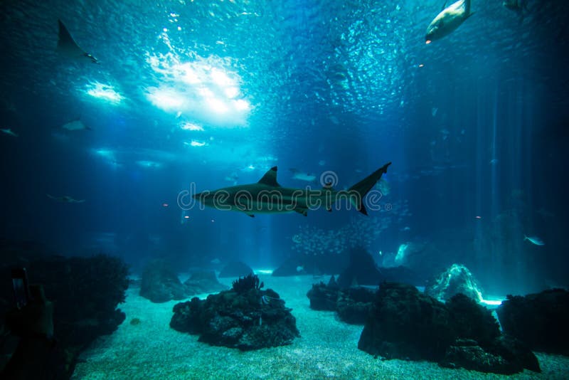 Ocean giant fish world in aquarium for observation. royalty free stock photo Ocean giant fish world in aquarium for observation. royalty free stock photo