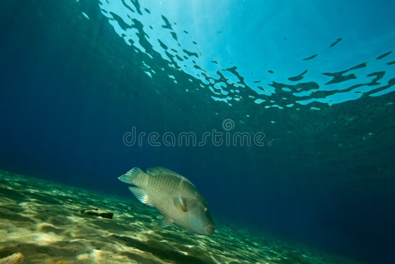 Ocean and napoleon wrasse