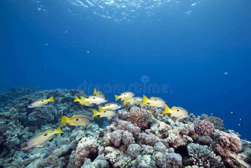 Ocean and one-spot snappers