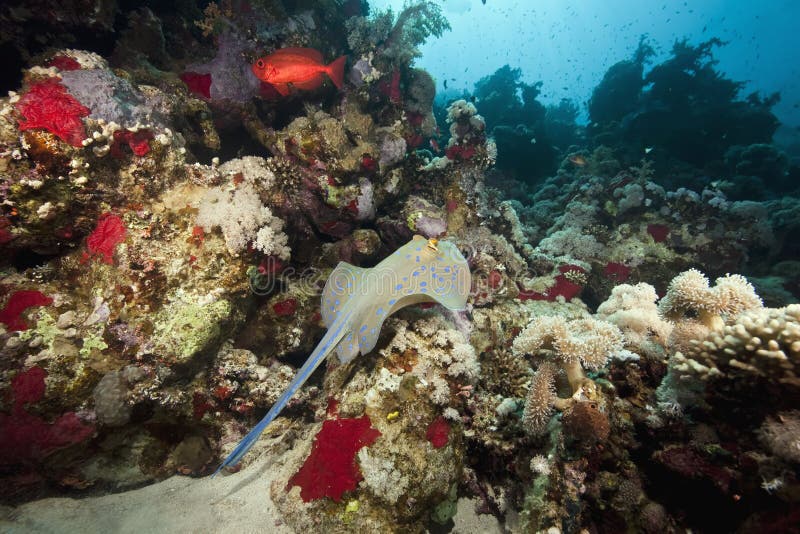 Ocean, sun and bluespotted stingray