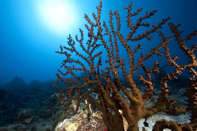 Ocean, sun and fan coral