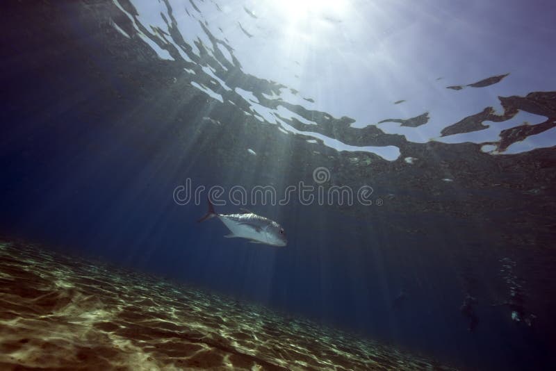 Giant trevally stock image. Image of tropical, white - 10295077