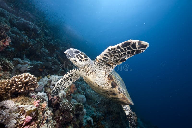 Ocean, sun and hawksbill turtle