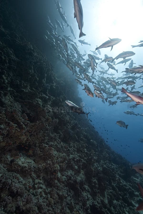 Ocean, sun and twinspot snappers