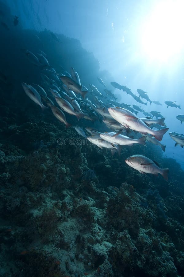 Ocean, sun and twinspot snappers