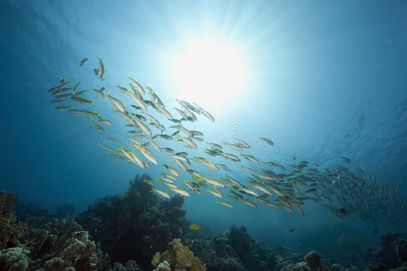 Ocean, sun and yellowfin goatfish