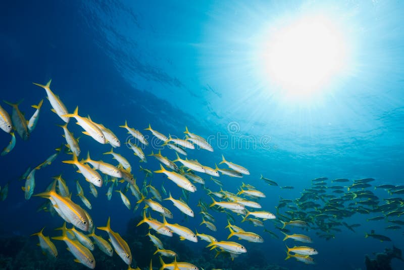 Ocean, sun and yellowfin goatfish