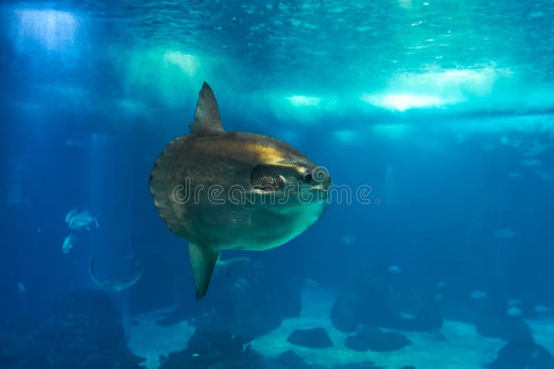 The ocean sunfish or common mola (Mola mola) in the Lisbon Oceanarium in Portugal