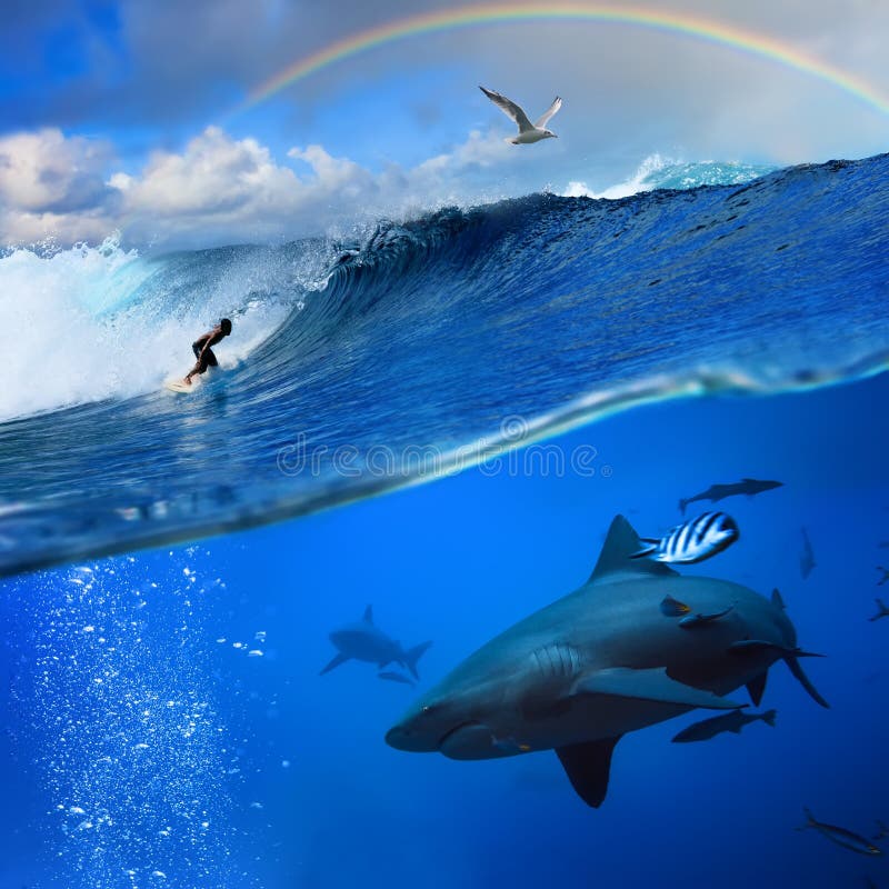 Ocean with surfer rainbow breaking wave and shark