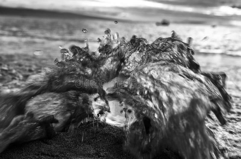 Ocean Wave Hits Glass Ball on Beach Black and White Close Up royalty free stock image Ocean Wave Hits Glass Ball on Beach Black and White Close Up royalty free stock image