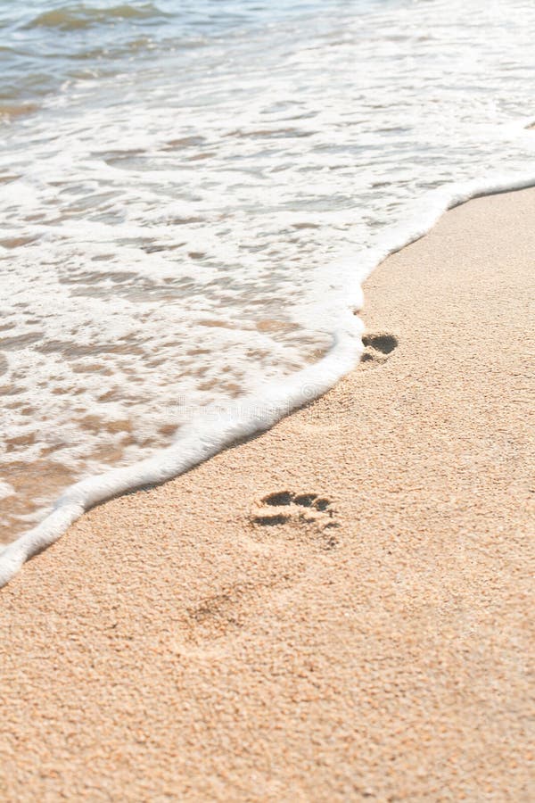 Ocean Wave Wash Away Footprints Stock Image Image of footprints