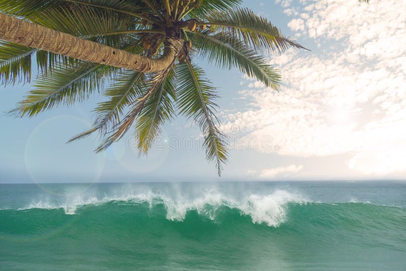 Ocean Waves Against The Blue Sky And Palm Trees Stock Photo Image Of