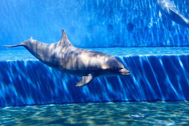 Oceanic Dolphin in Large Aquarium Stock Photo Image of nature