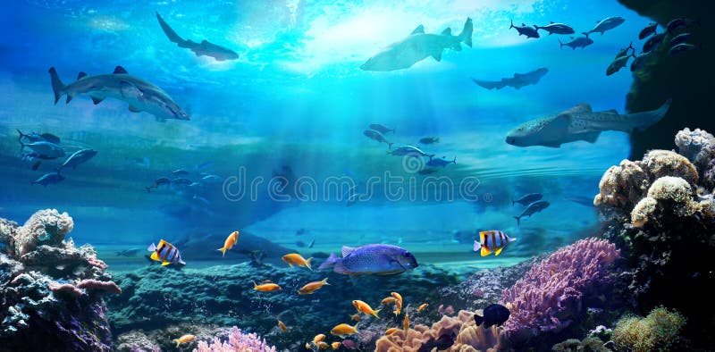 Underwater view of the coral reef. Marine animals in tropical waters. 3D illustration. Underwater view of the coral reef. Marine animals in tropical waters. 3D illustration.