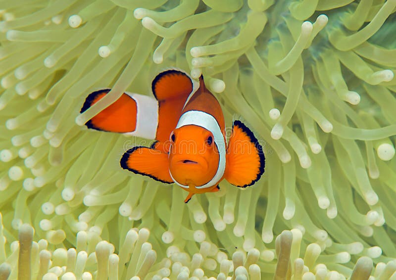 Ocellaris clownfish Aphiprion ocellaris lub fałszywy błazenu anemonefish one osłaniają wśród venomous czułków magnifika obraz stock Ocellaris clownfish Aphiprion ocellaris lub fałszywy błazenu anemonefish one osłaniają wśród venomous czułków magnifika obraz stock