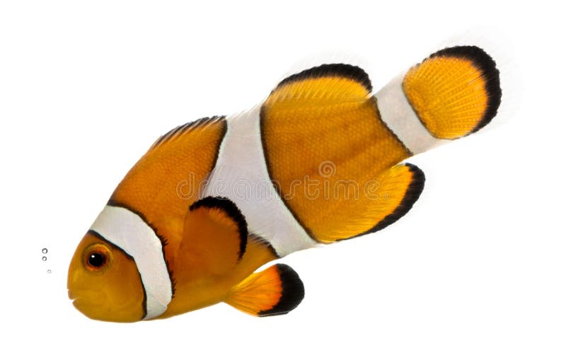 Ocellaris-clownfish, die, Amphiprion ocellaris, lokalisiert sprudeln