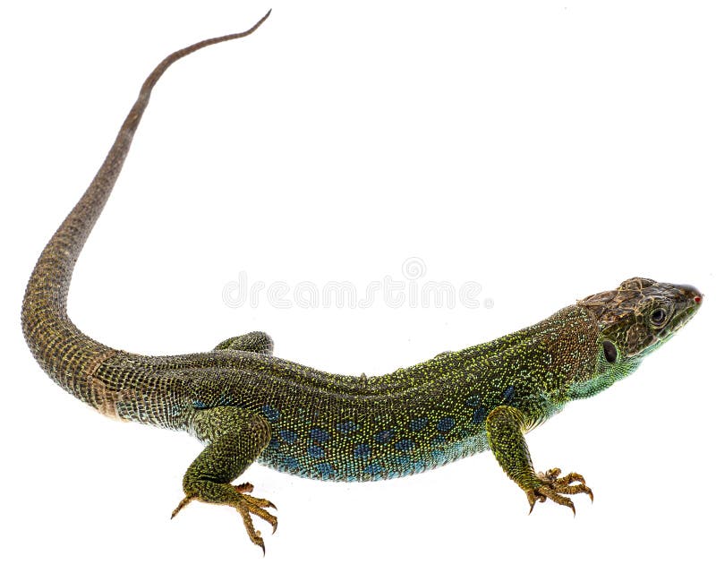 Ocellated lizard or jewelled lizard  - Timon lepidus or Lacerta lepidus