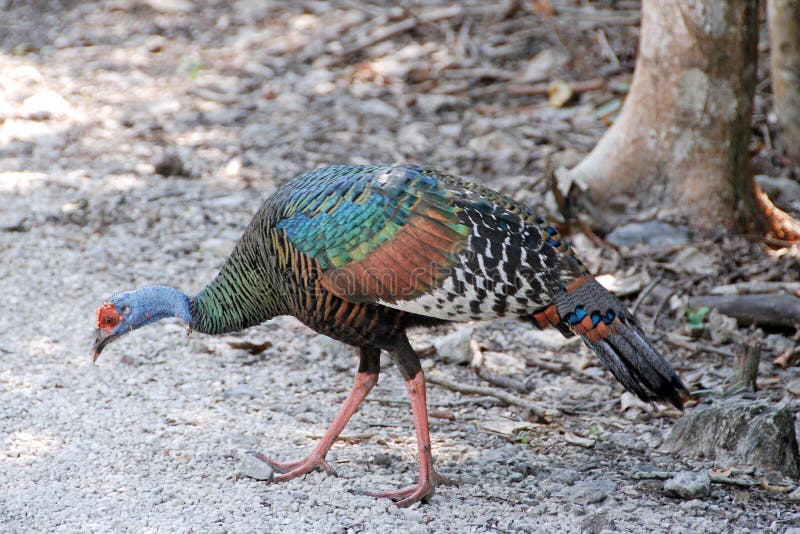 Ocellated Turkey, Meleagris Ocellata, Rare Bizar Bird, Tikal National