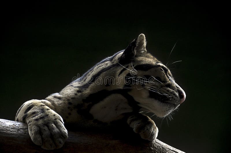 Ocelot στον κλάδο δέντρων Ocelot στον κλάδο δέντρων