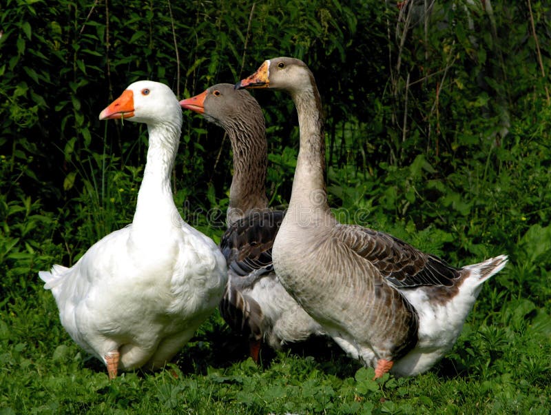 Two African geese and an Embden goose peer curiously at a noise in the barnyard nearby. Two African geese and an Embden goose peer curiously at a noise in the barnyard nearby.