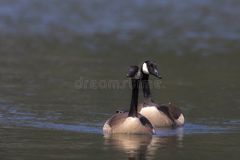 Oche canadensi fotografie stock libere da diritti
