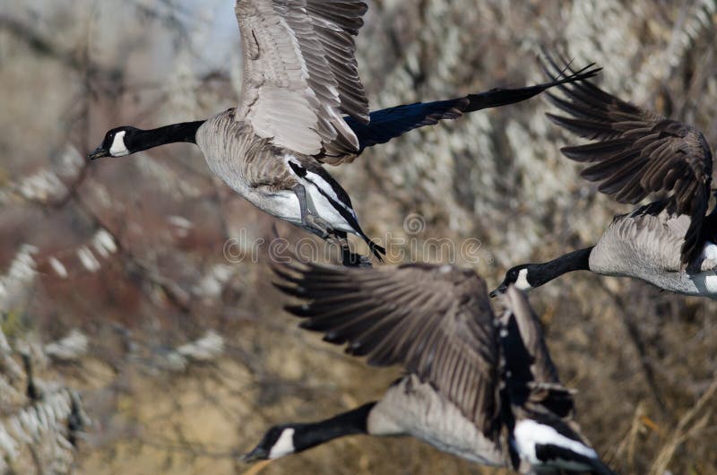 Oche canadensi che atterrano nelle zone umide fotografia stock libera da diritti