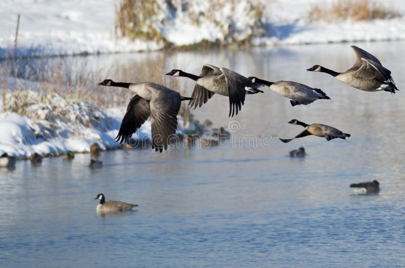 Oche canadesi che decollano da un lago invernale immagine stock libera da diritti